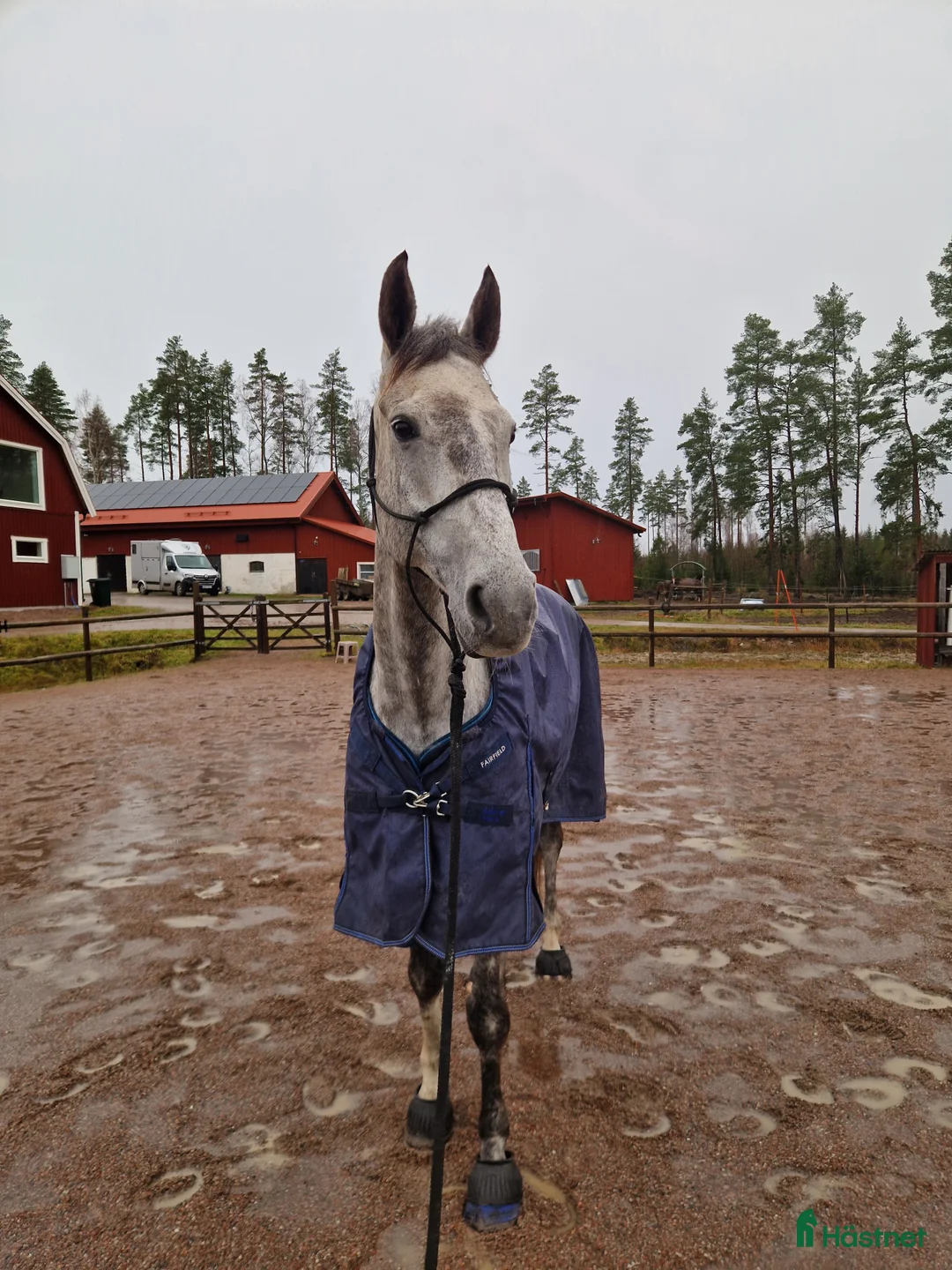 Allround hästar till salu: Hoppstammat halvblod med fantastisk galopp - Annons 2