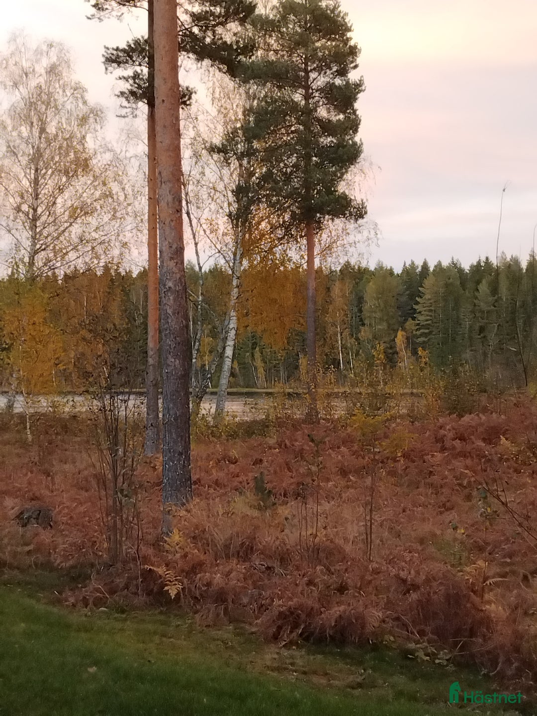  medryttarhäst sökes: Vill du ha hjälp med din snälla ponny/häst? i Deje - Annons 1