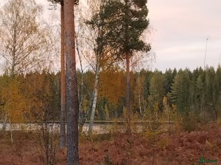 medryttarhäst sökes: Vill du ha hjälp med din snälla ponny/häst? i Deje - Annons 8