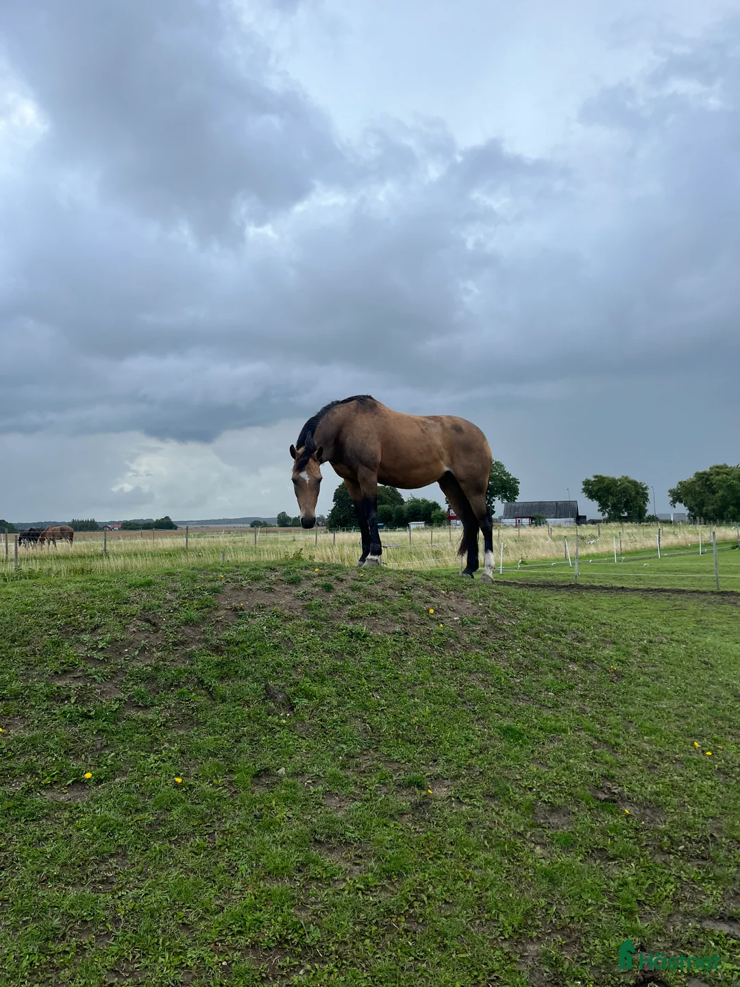  medryttarhäst finnes: Väldens snällaste ponny söker medryttare! - Annons 5