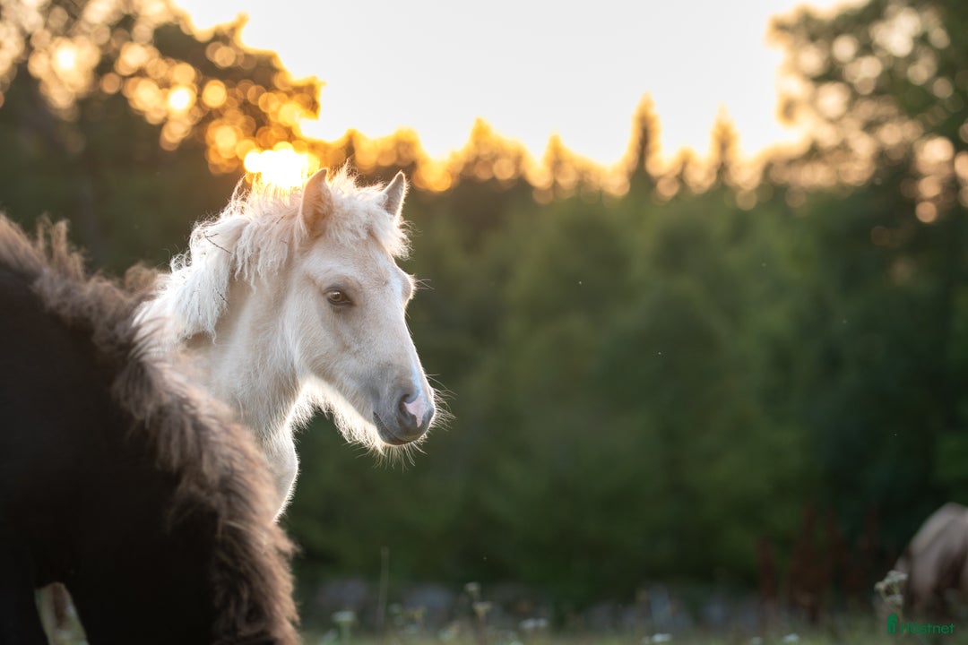 Island hästar till salu: Fantastisk unghingst med potential för sport &avel i Tranås - Annons 1