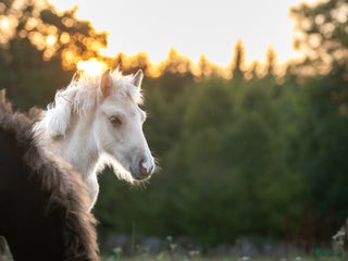 hästar Fantastisk unghingst med potential för sport &avel i Tranås - Annons 19