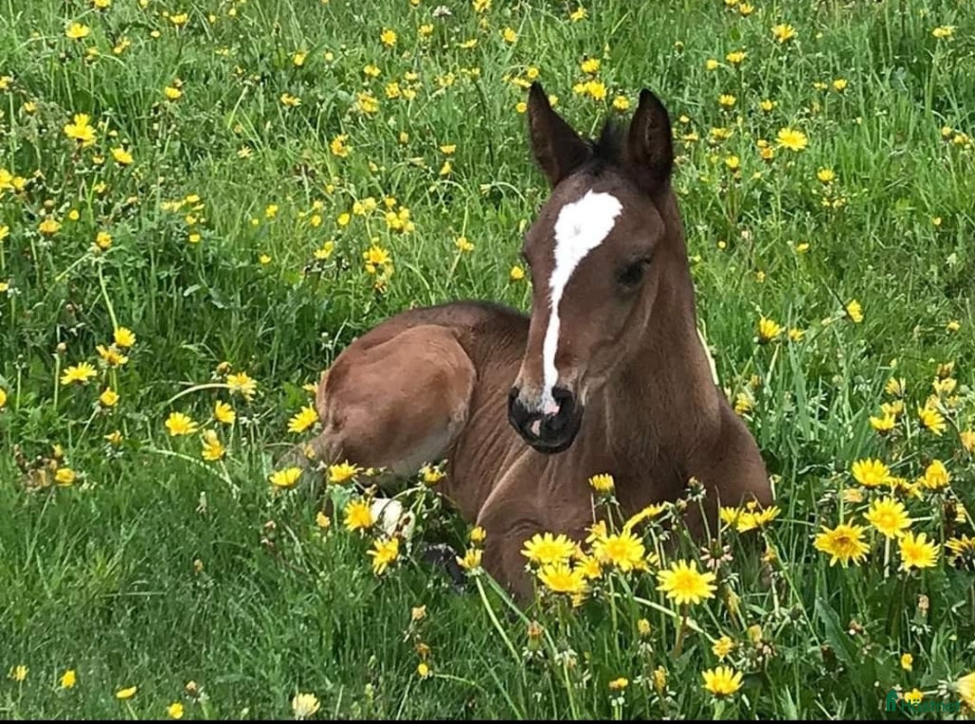  hästjobb finnes: Volontär på Gotland?  i Hemse - Annons 2