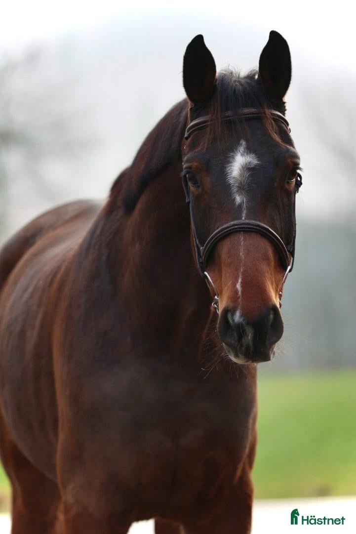  hästar TREVLIG TÄVLINGSHÄST  i Ekeby - Annons 18