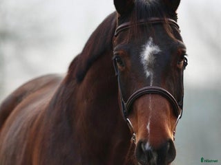 hästar TREVLIG TÄVLINGSHÄST i Ekeby - Annons 16
