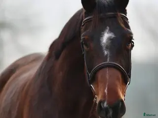 hästar TREVLIG TÄVLINGSHÄST i Ekeby - Annons 18