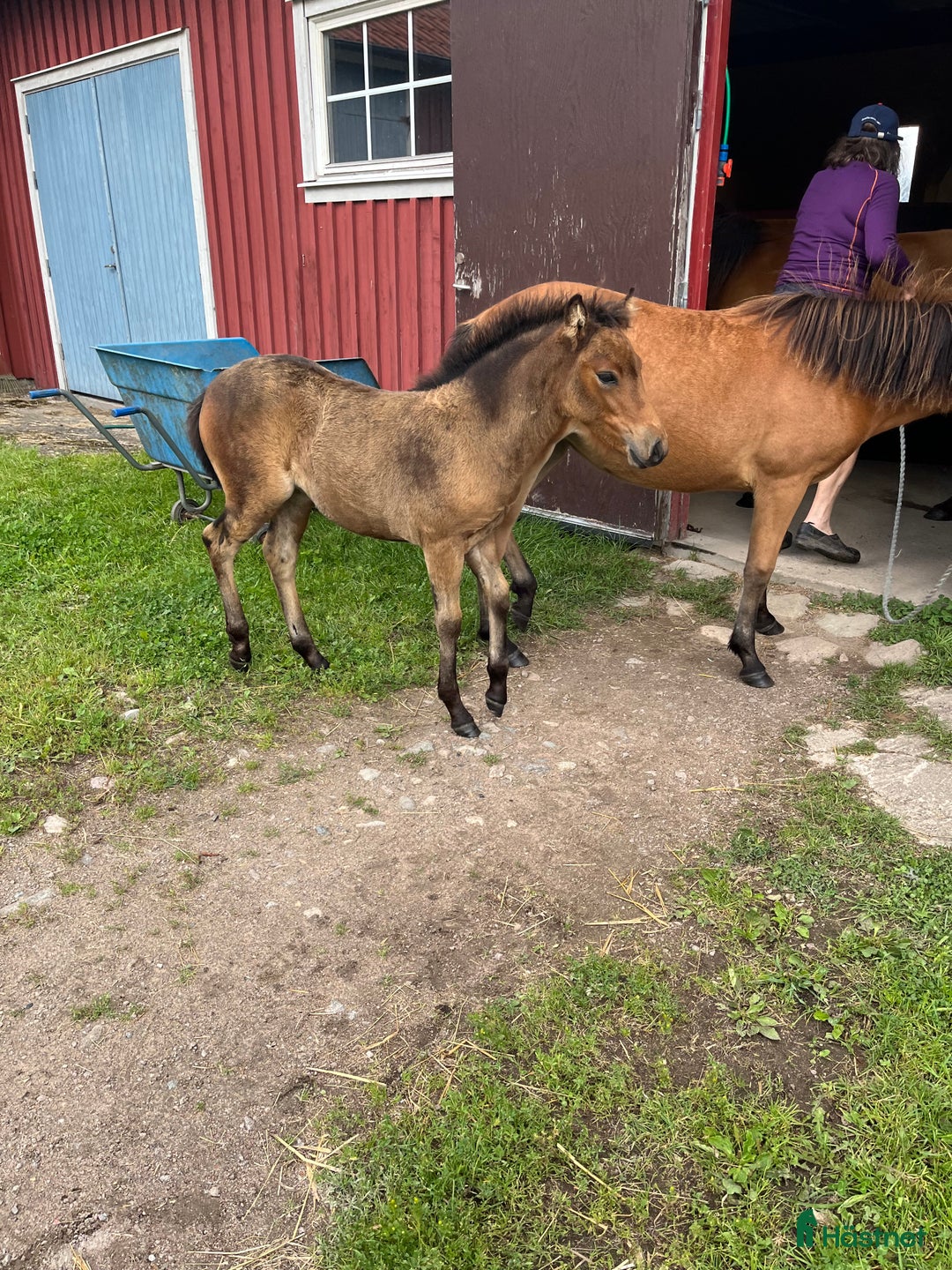 Trav hästar till salu: Ettårssto för årgångsloppen i Lysekil - Annons 6