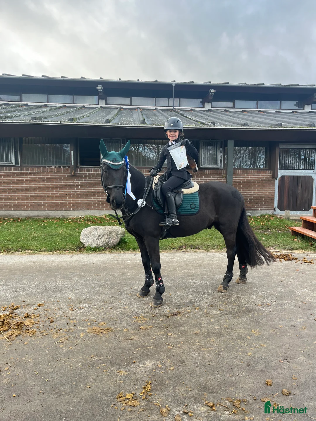 Hoppning hästar till salu: Fantastisk dubbelt begåvad ponny i Helsingborg - Annons 4