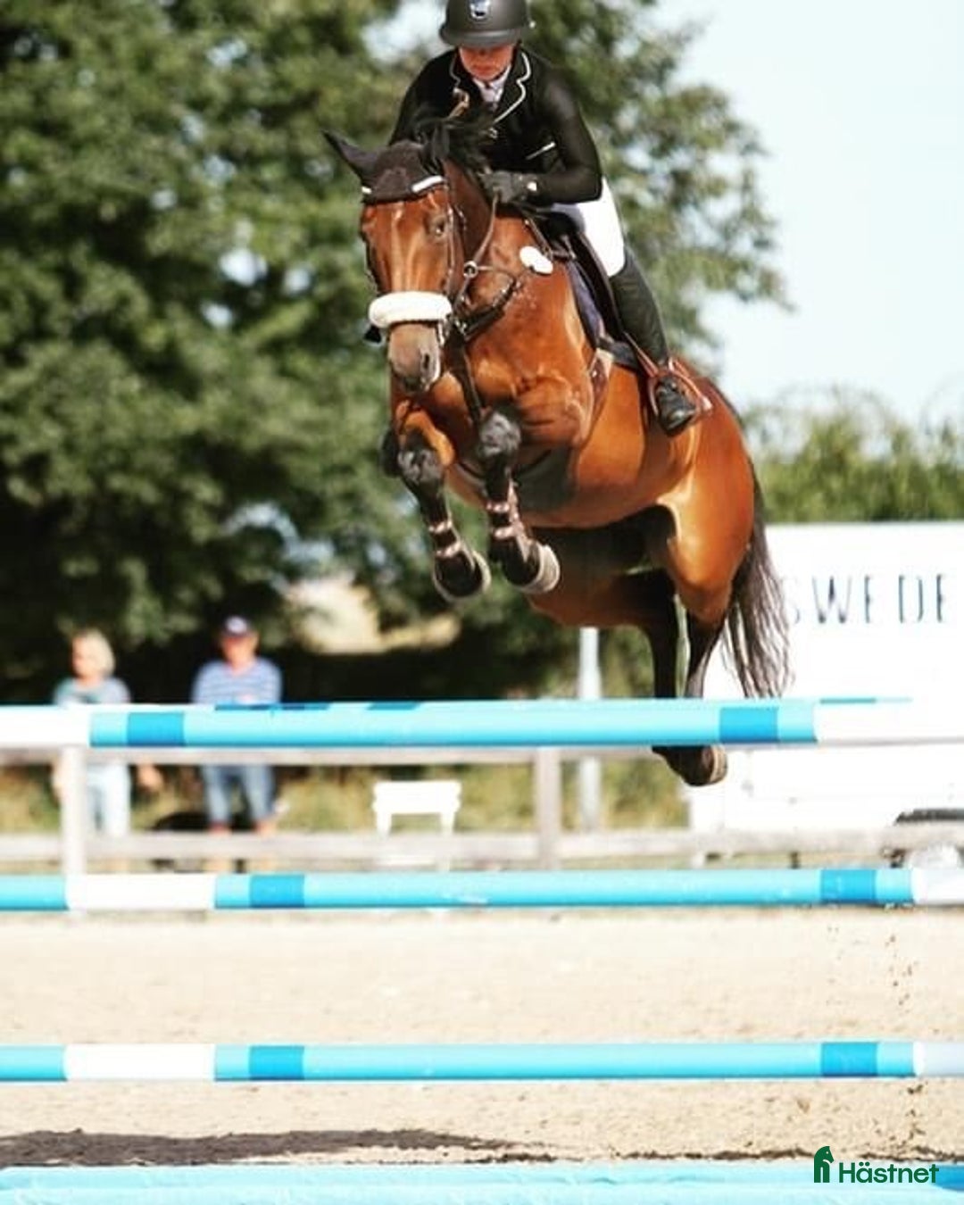 Avelshästar hästar till salu: Elegant avelssto med toppstam och tävlingsmeriter i Sjöbo - Annons 1