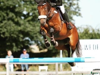 hästar Elegant avelssto med toppstam och tävlingsmeriter i Sjöbo - Annons 1