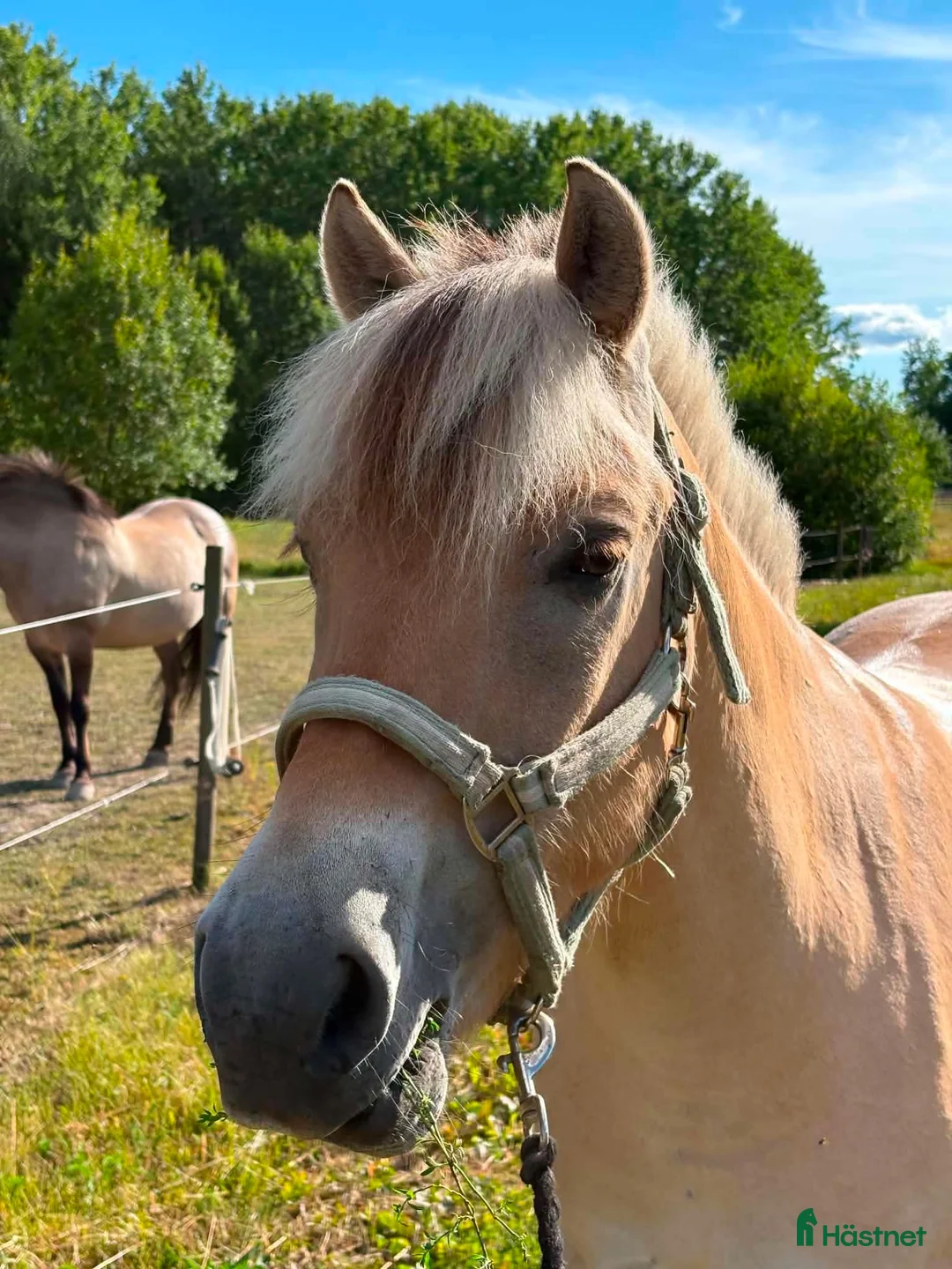 Allround hästar till salu: 🩵Milo söker sin bästa vän🩵 - Annons 4