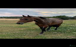 Sällskap hästar till salu: 🌟Bedårande sällskapshäst söker kärleksfullt hem🌟 i Söderköping - Bild 2