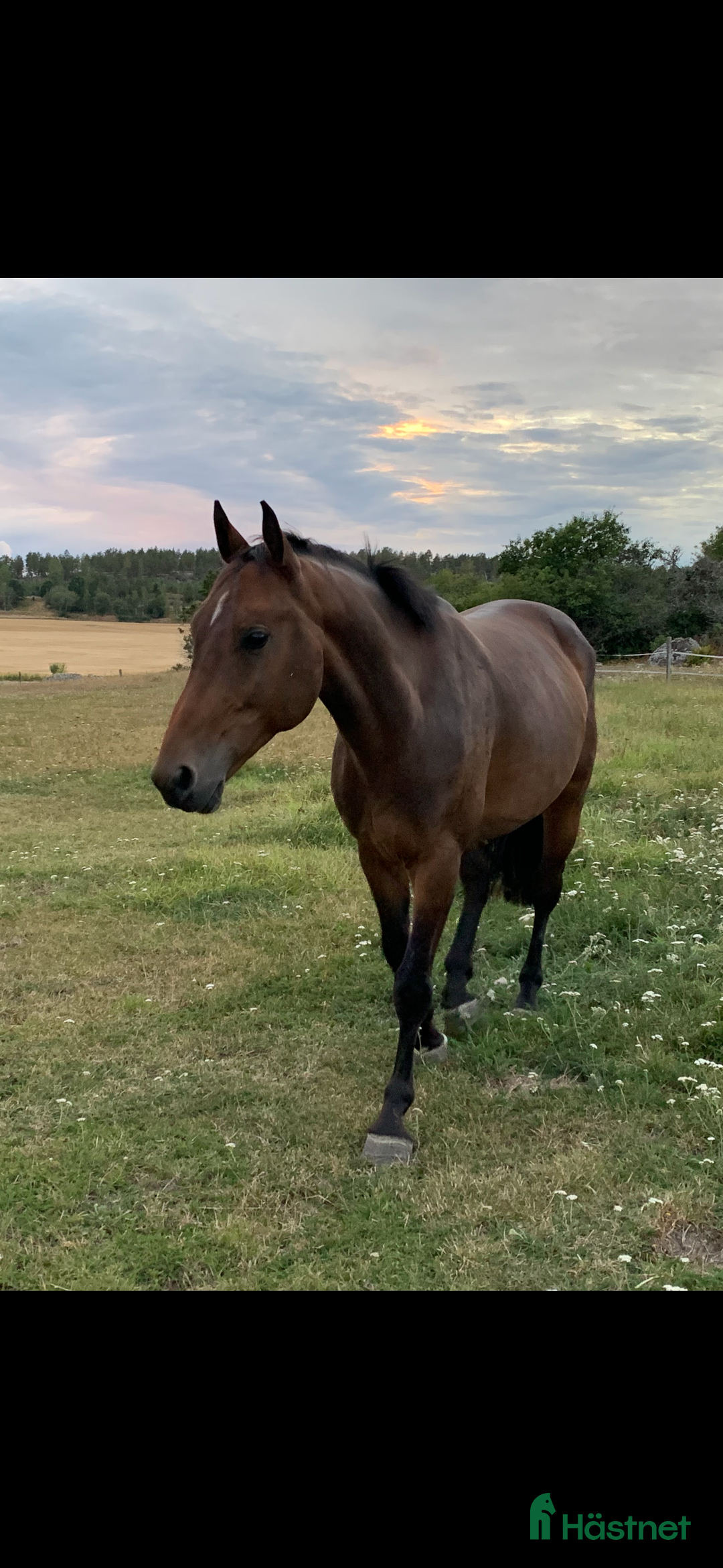 Sällskap hästar till salu: 🌟Bedårande sällskapshäst söker kärleksfullt hem🌟 i Söderköping - Bild 2