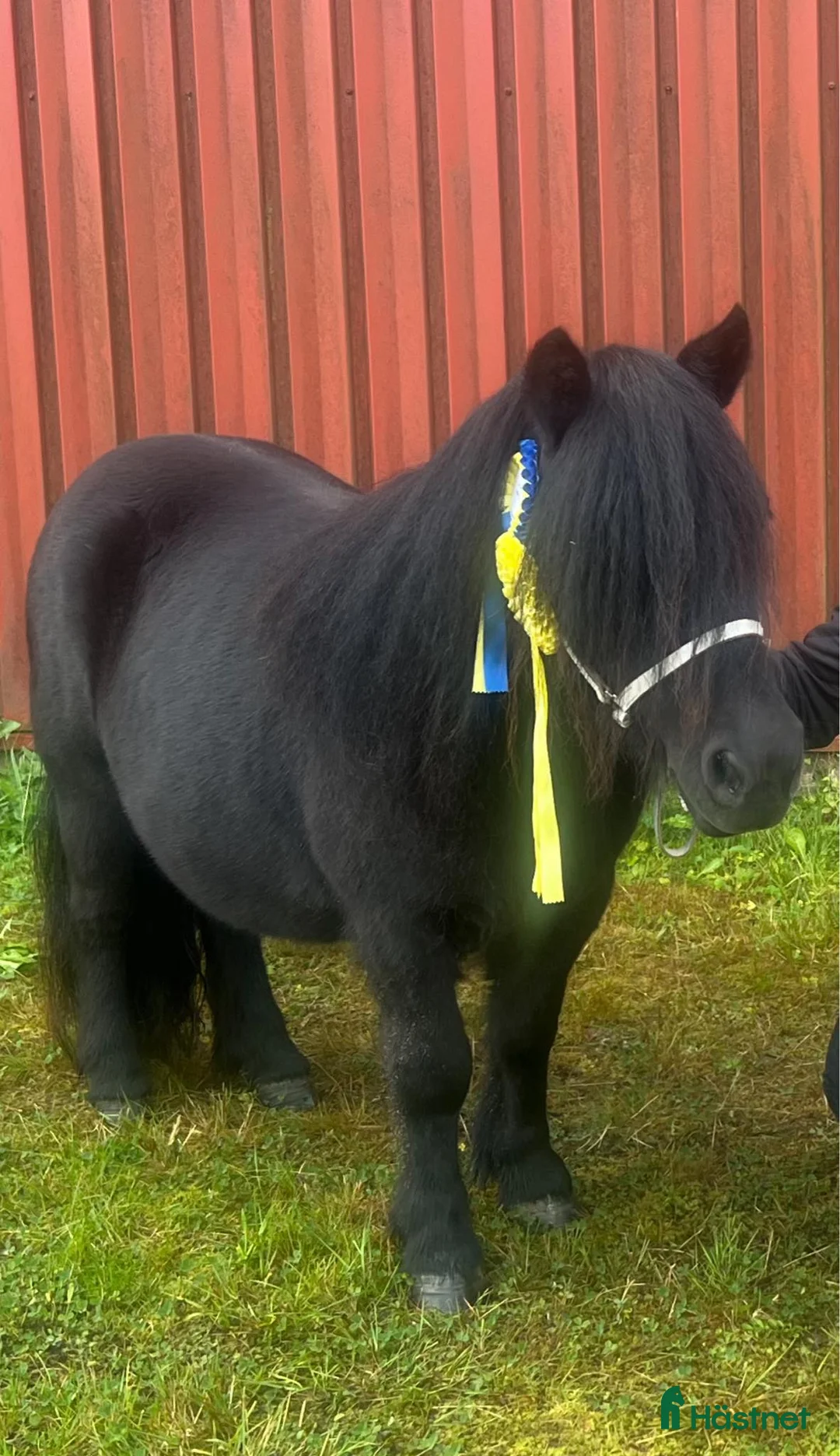 Allround hästar till salu: Underbar shetlandsponny söker sin nya bästa vän - Annons 2