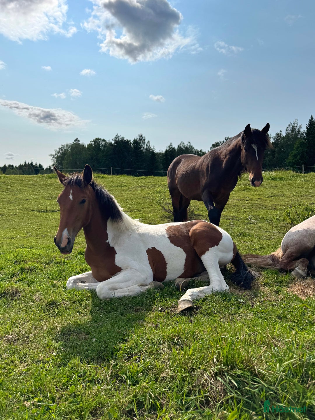 Allround hästar till salu: Intressekoll 1års hingst i Linköping - Bild 5