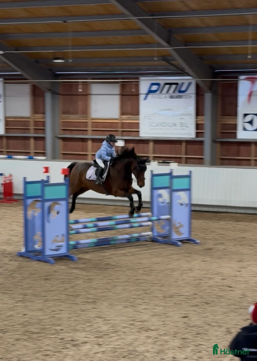 Hoppning hästar till salu: Fantastisk trevlig hoppvalack, ny film igen! - Annons 3