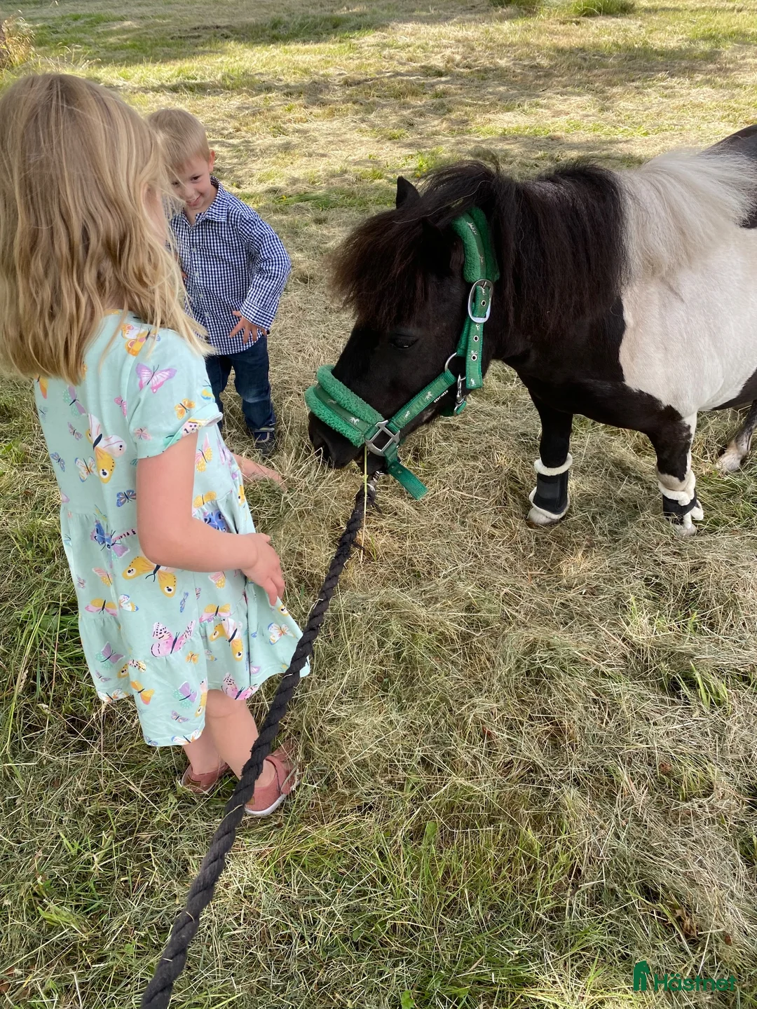 Sällskap hästar till salu: Lilleman söker nytt hem  - Annons 7