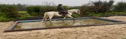 Allround hästar till salu: 5yo Connemara gelding - Annons 5