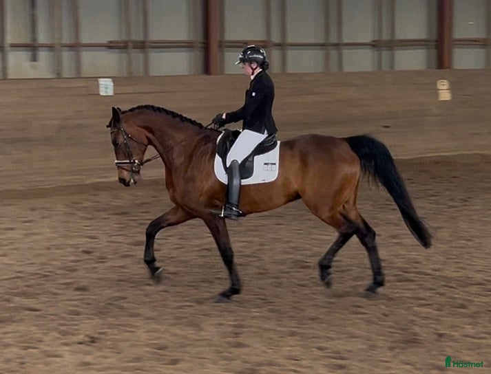  hästar Trevlig dressyrhäst - Annons 1