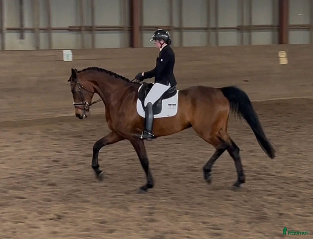 Dressyr hästar till salu: Trevlig dressyrhäst - Annons 1