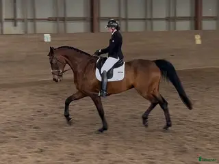 hästar Trevlig dressyrhäst - Annons 1