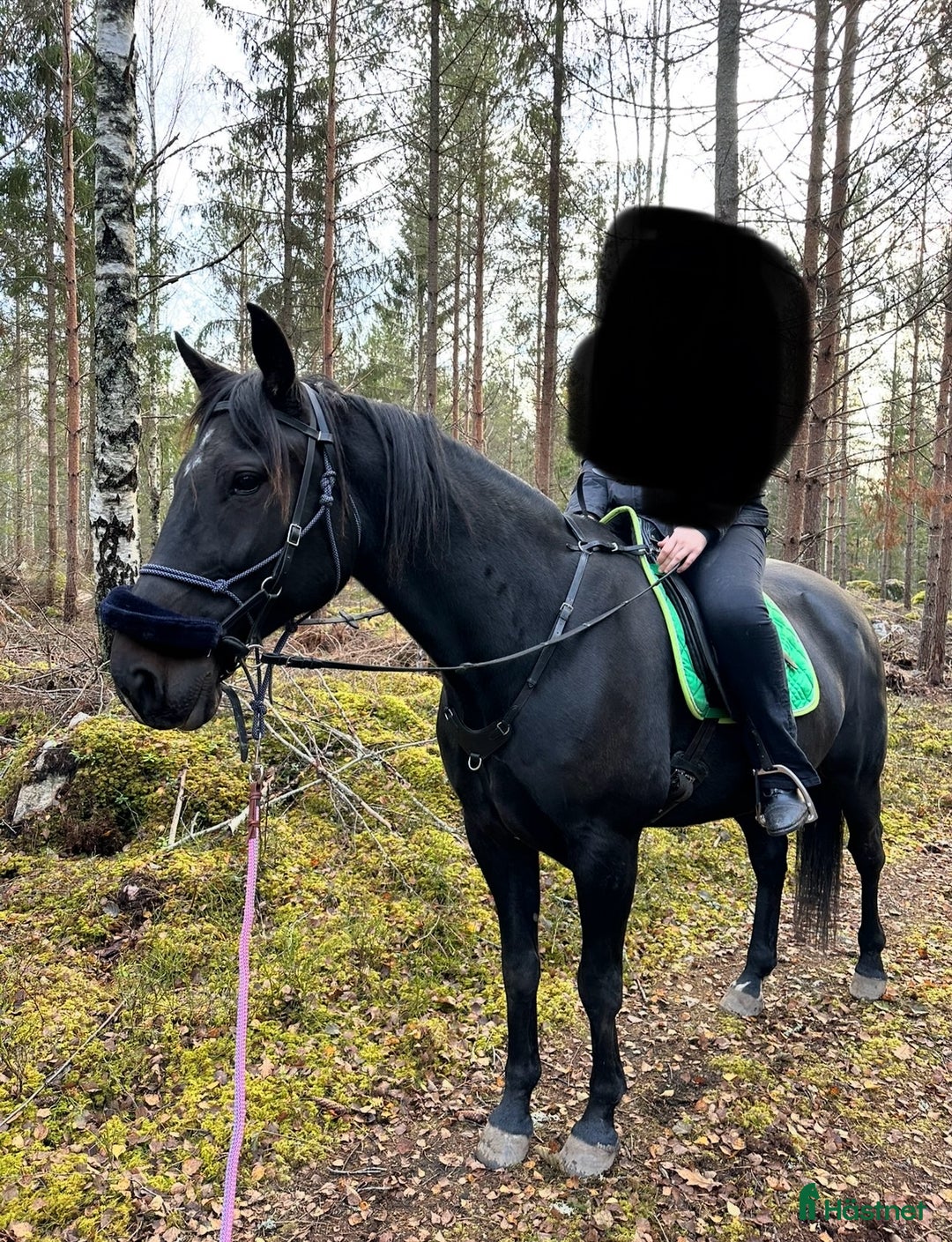 Allround hästar till salu: Snäll valack *RESERVERAD* i Arboga - Annons 1