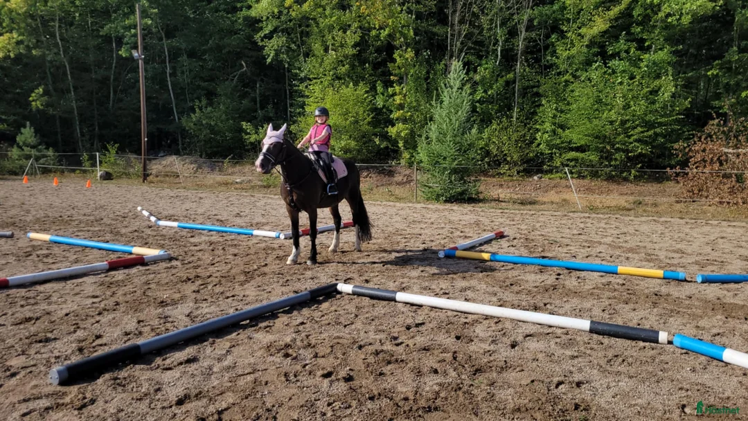  medryttarhäst finnes: Medryttare sökes ! till barnPonny  i Blekinge i Karlshamn - Annons 15