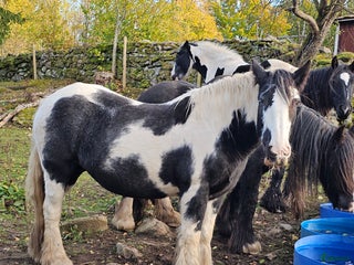 Allround hästar till salu: Tinker/GypsyCob sto i Unnaryd - Annons 1