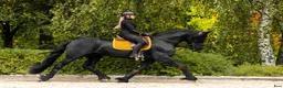 Dressyr hästar till salu: Amazing fresian! Perfect familly horse or sport - Annons 3