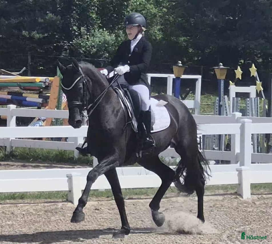  hästar Top kvalitat - Annons 3