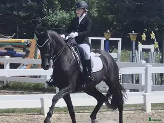 hästar Top kvalitat - Annons 3