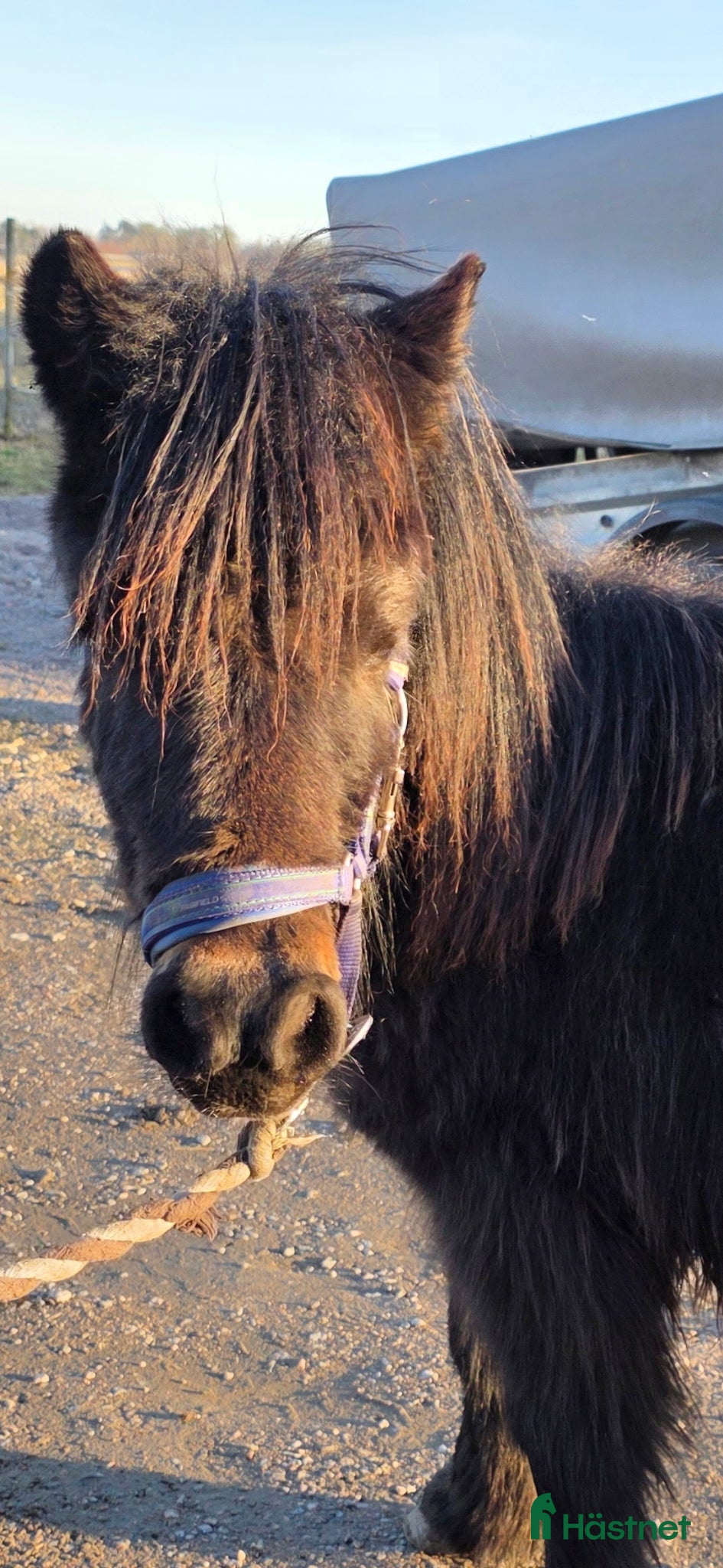  hästar Fin Shettis Bra stam, Billig transport  - Annons 8
