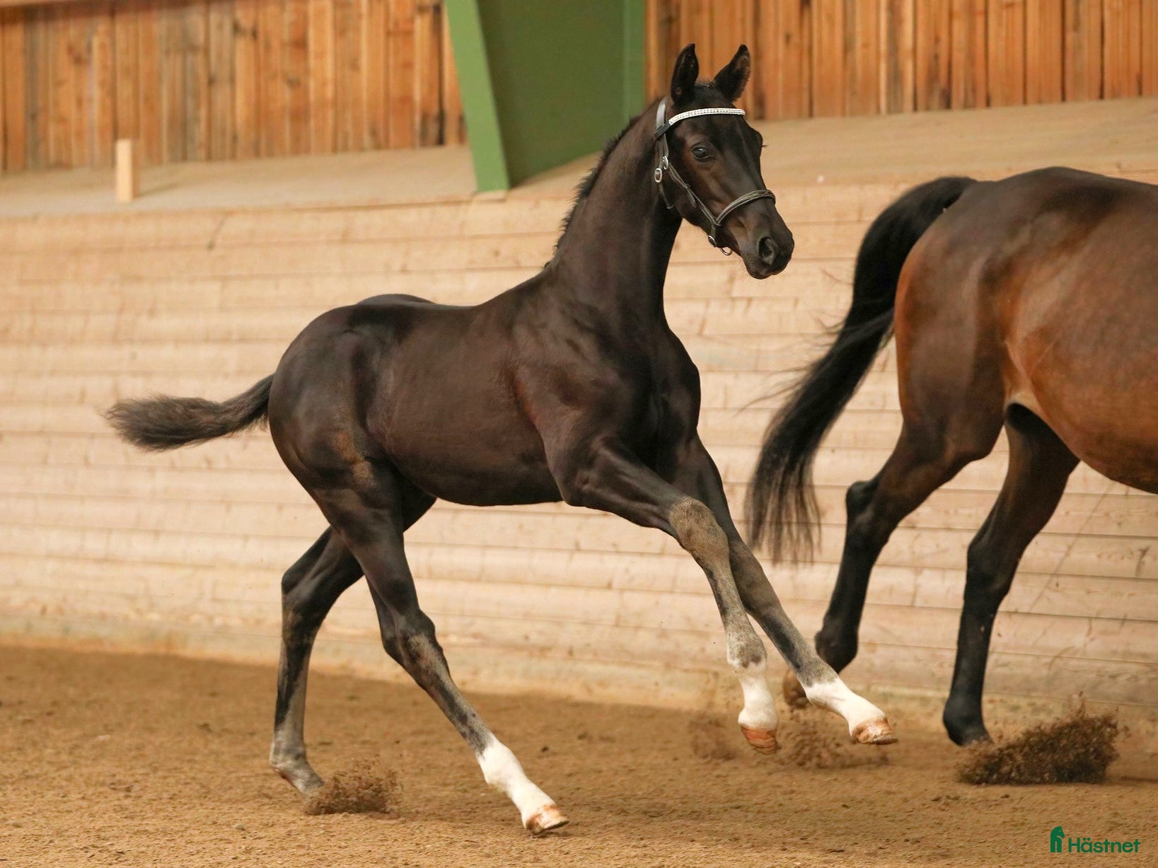  hästar Valack e. Devin Franco GJ ur stofamilj 55 i Dyltabruk - Annons 14