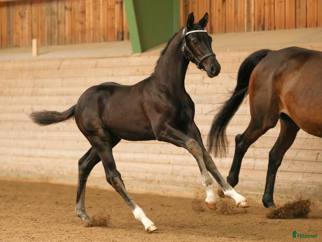 Dressyr hästar till salu: Valack e. Devin Franco GJ ur stofamilj 55 i Dyltabruk - Annons 1