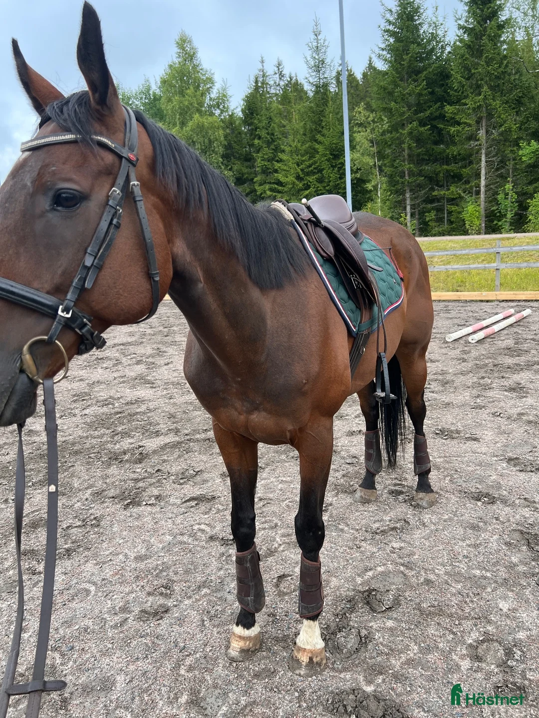Allround hästar till salu: Fullblod och halvblod. Varförsig eller tillsammans - Annons 1