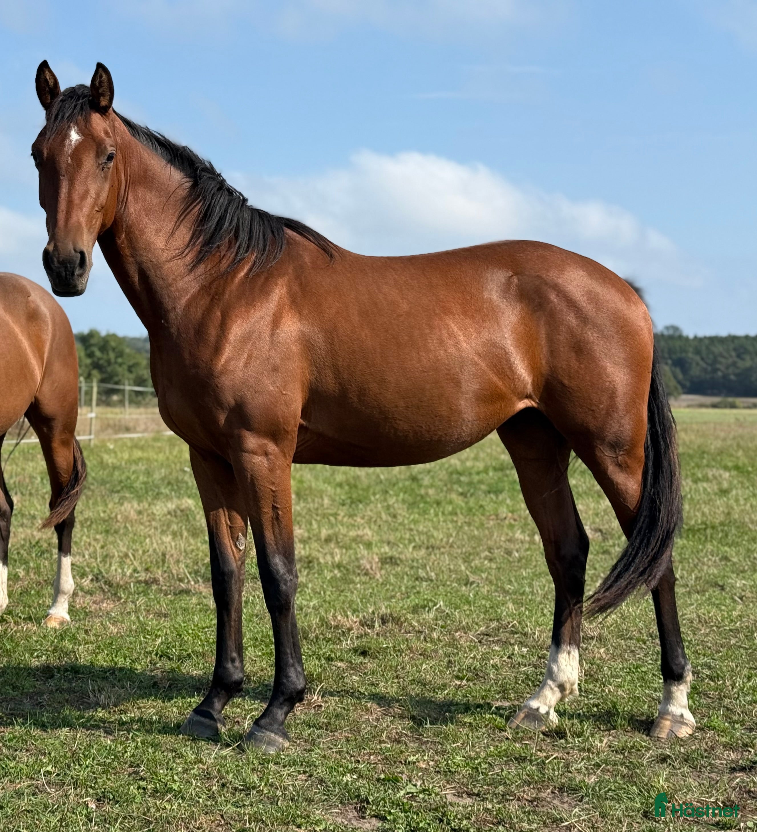 Hoppning hästar till salu: Lovande ungsto i Sölvesborg - Annons 1