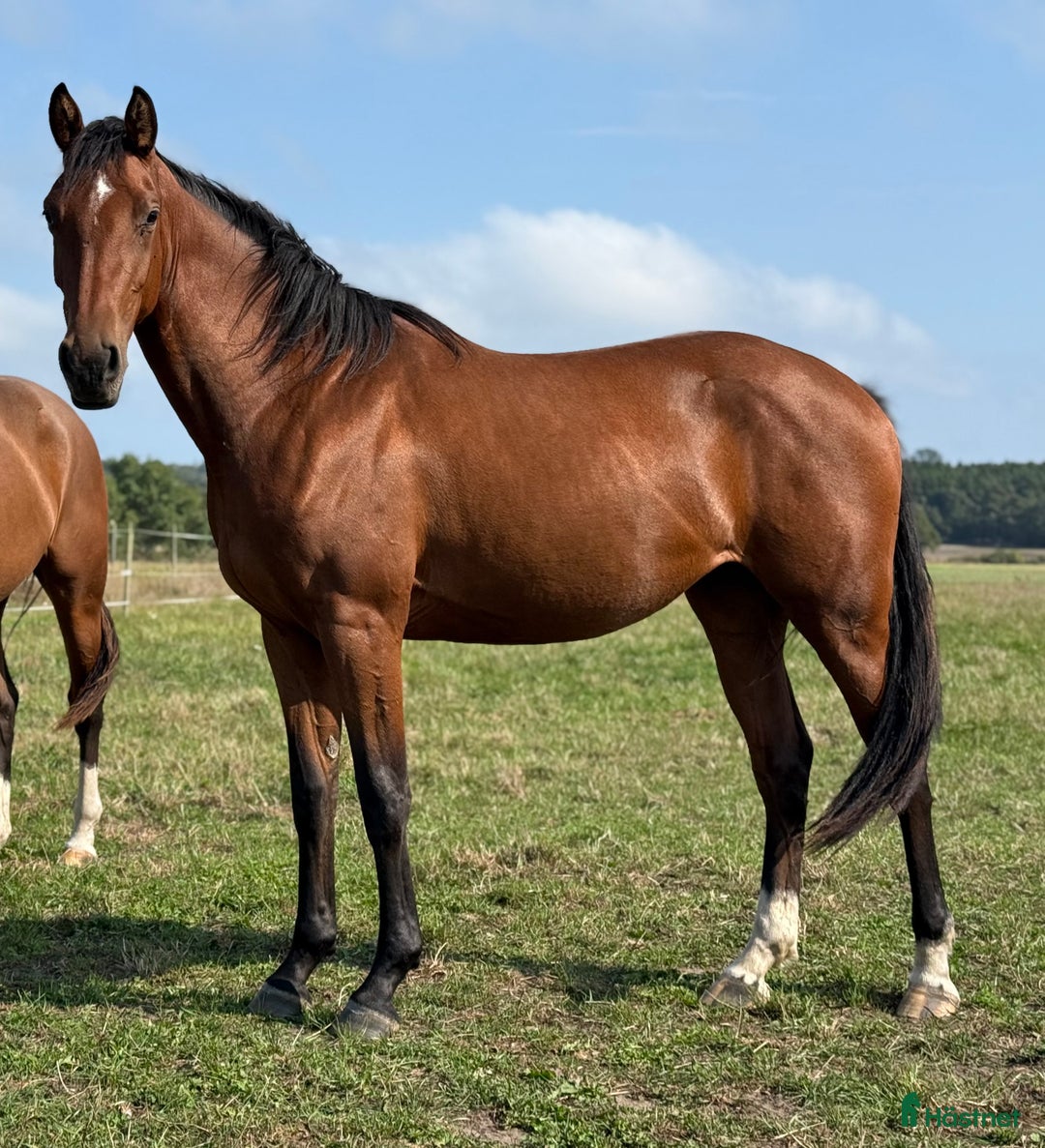 Hoppning hästar till salu: Lovande ungsto i Sölvesborg - Annons 1