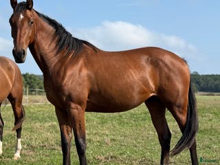 hästar Lovande treåring! - Annons 6