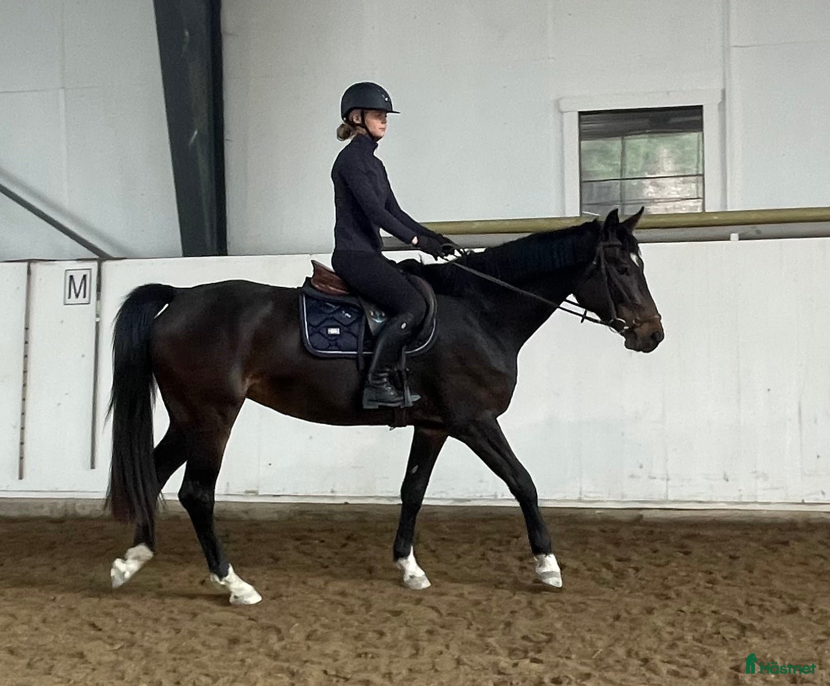  hästar 🌟 All Star 5 x meriterande mor - lovande unghäst - Annons 1