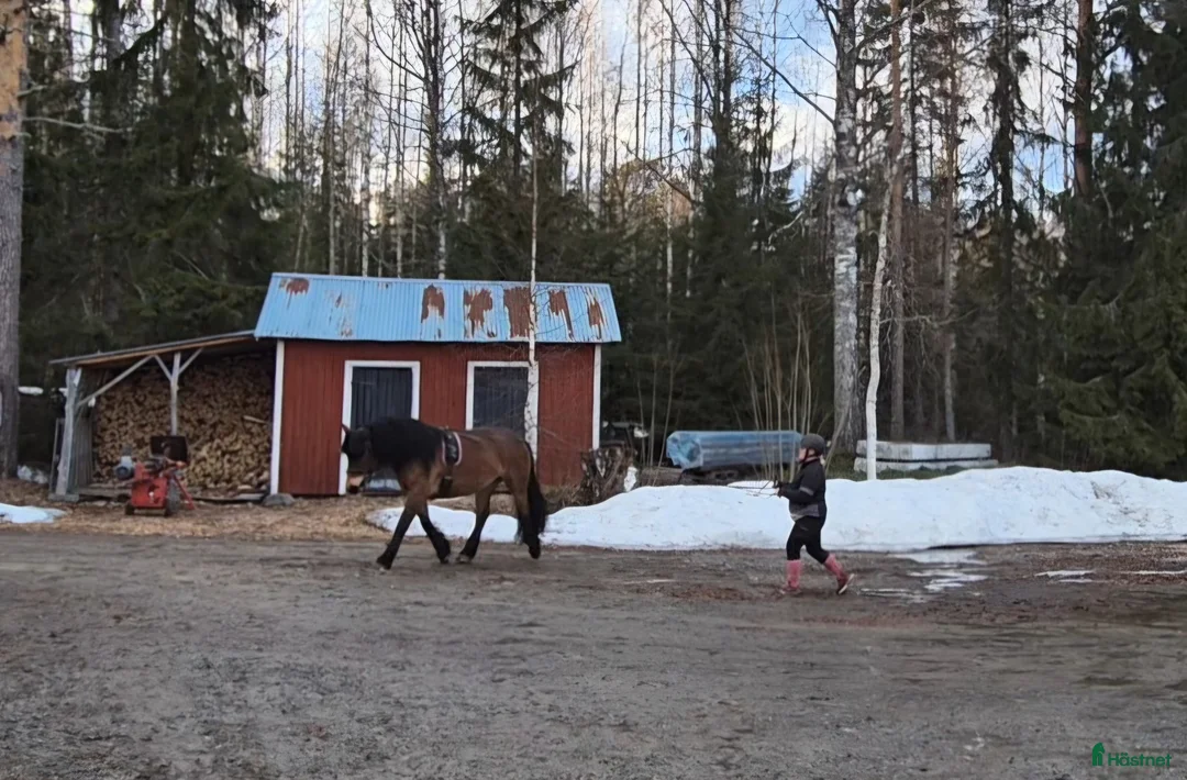 Allround hästar till salu: Blivande dressyr nordis - Annons 2