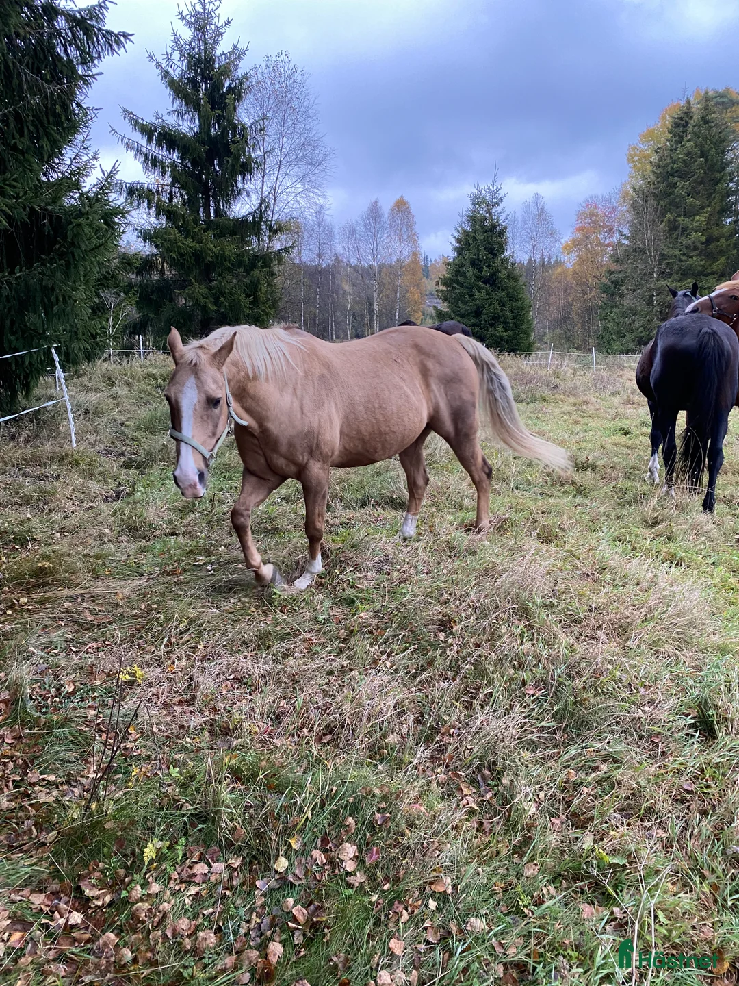 Allround hästar till salu: Quarter med ett stort hjärta - Annons 3
