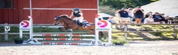 Hoppning hästar till salu: Fantastisk läromästare kat.B i Falkenberg - Annons 3