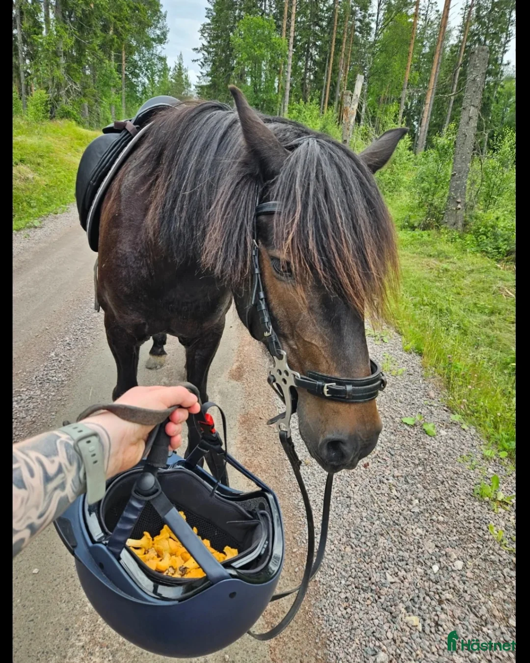 Allround hästar till salu: Herre med hjärtat på rätt ställe i Filipstad - Annons 4