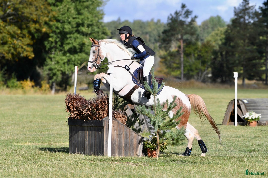  hästservice finnes: Försäljnings stall! 🐴 i Västerås - Annons 3