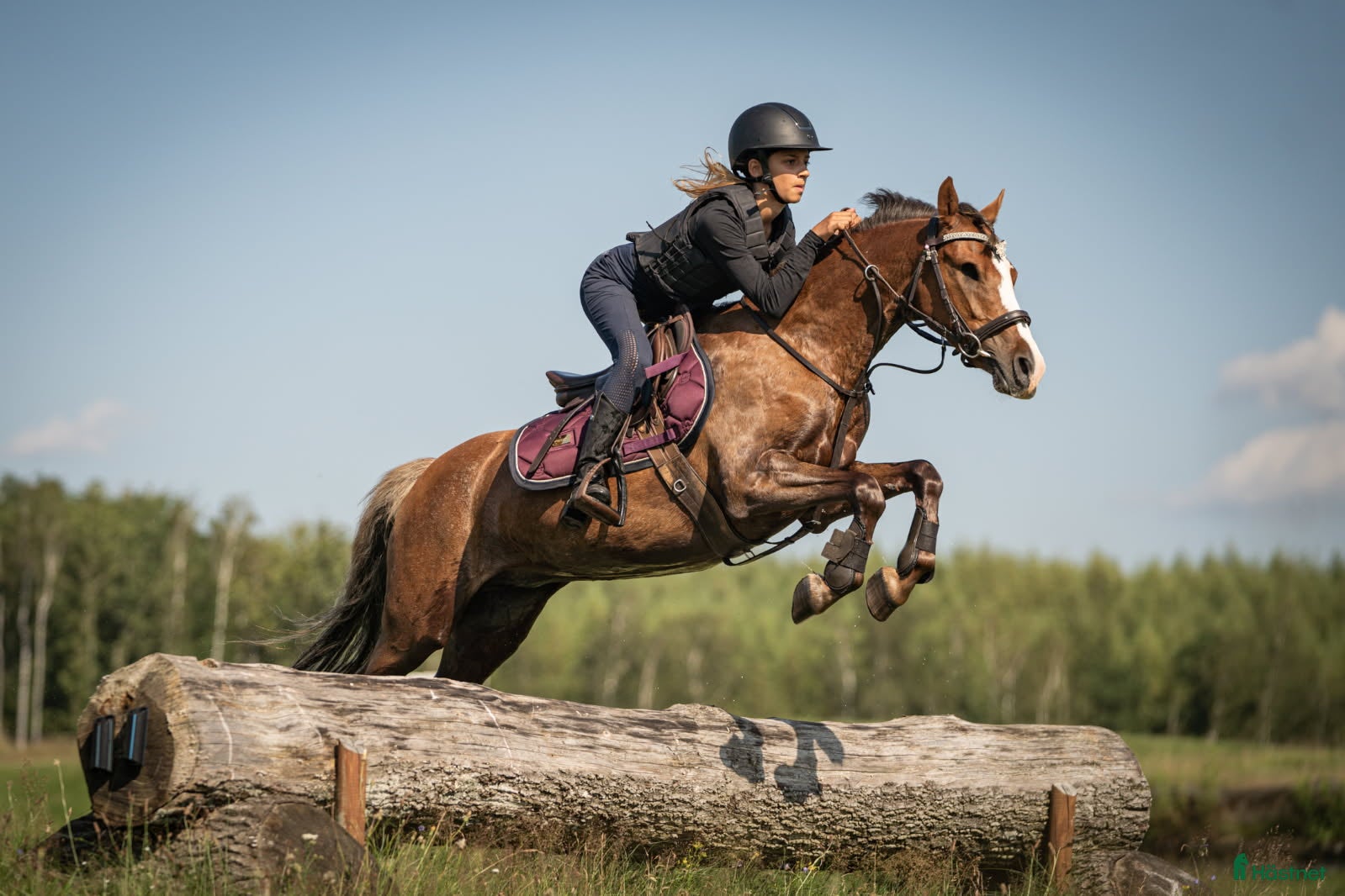  hästar Drömponny i Överlida - Annons 14