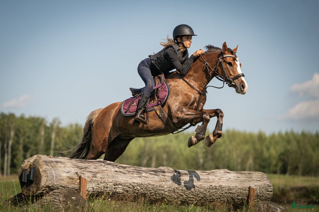 Hoppning hästar till salu: Drömponny i Överlida - Annons 1