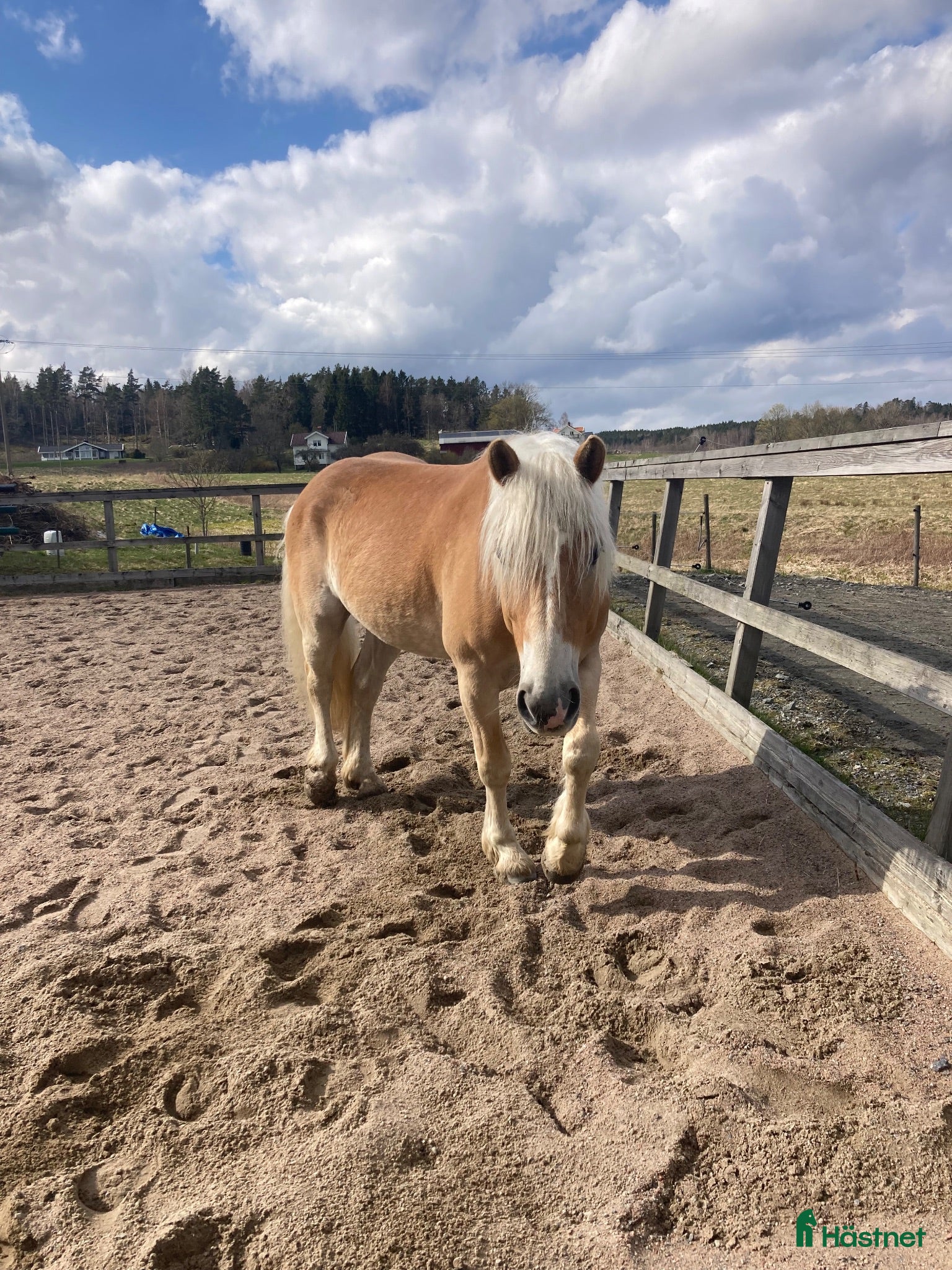  hästar Haflinger kille med mycket personlighet 💛 - Annons 12