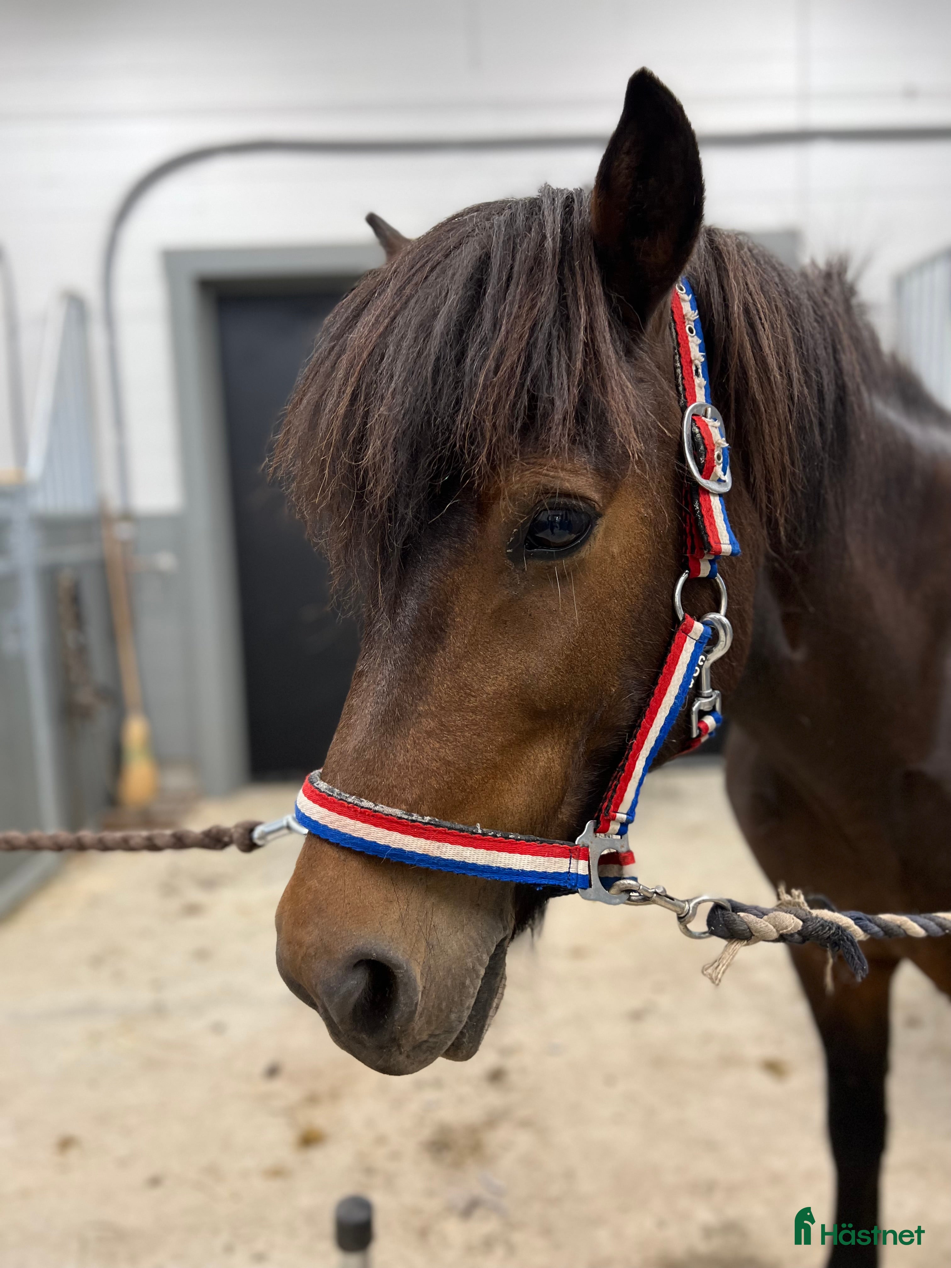  hästar Sällskapshäst billigare vid snabb och smidig affär - Annons 10