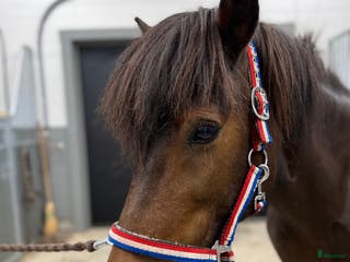 hästar Sällskapshäst billigare vid snabb och smidig affär - Annons 21