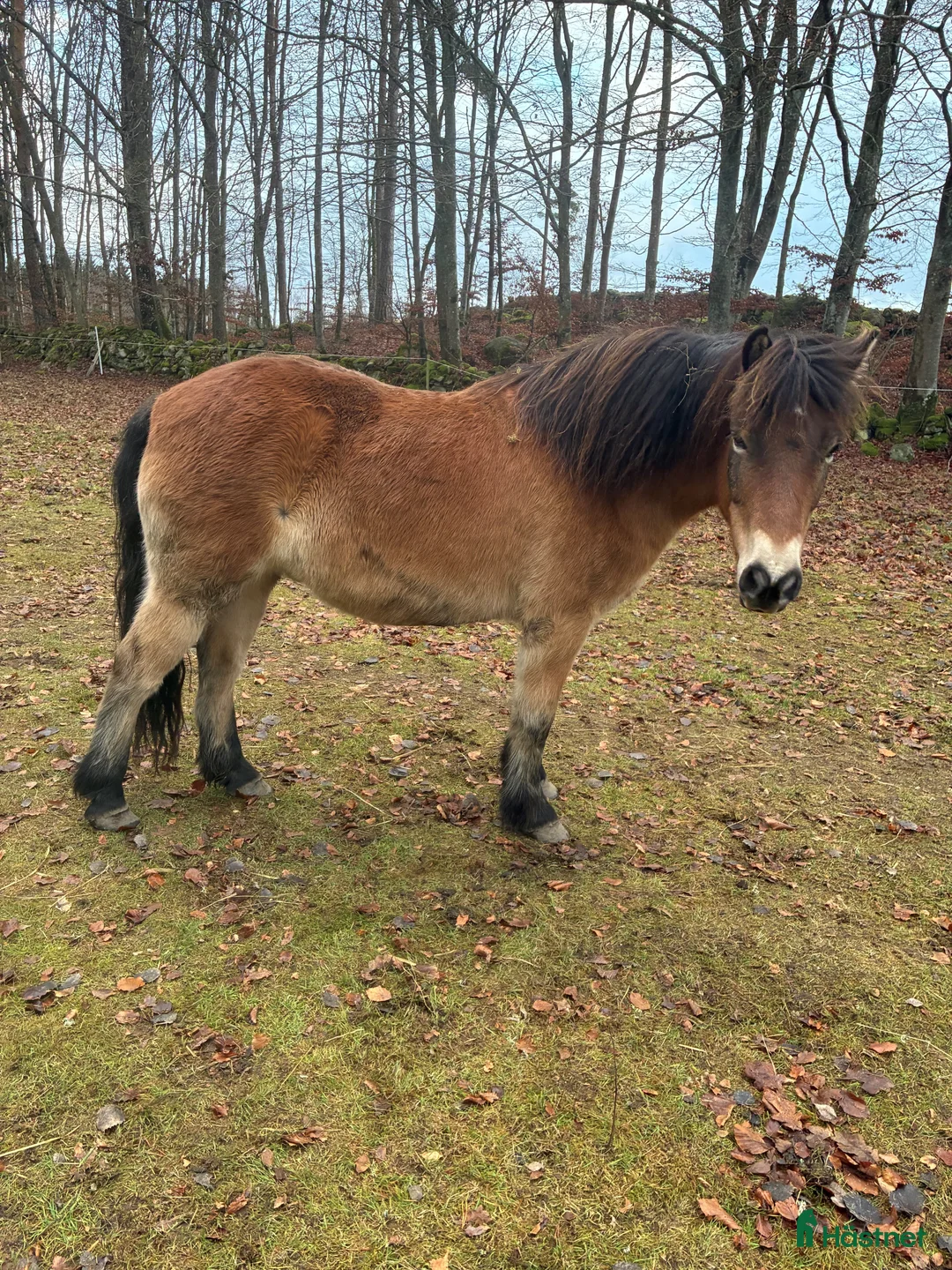Allround hästar till salu: Gotlandsruss i Kristianstad - Annons 3